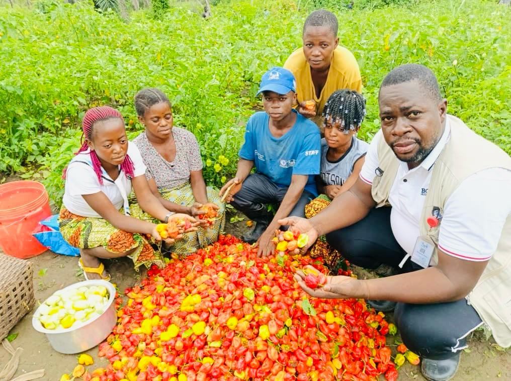  Récolte des aubergines et des piments dans les jardins de ménage de l’aire de santé de Kasesa, territoire de Kabambare, au sein de la zone de santé de Lusangi au  MANIEMA 